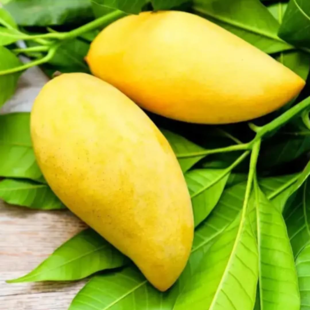 Mango Tree Live Plant, Sweet Mango Plant, Tropical Fruit Tree in 3 Gallon Pot for Outdoor Planting (Extremely Sweet Mango)