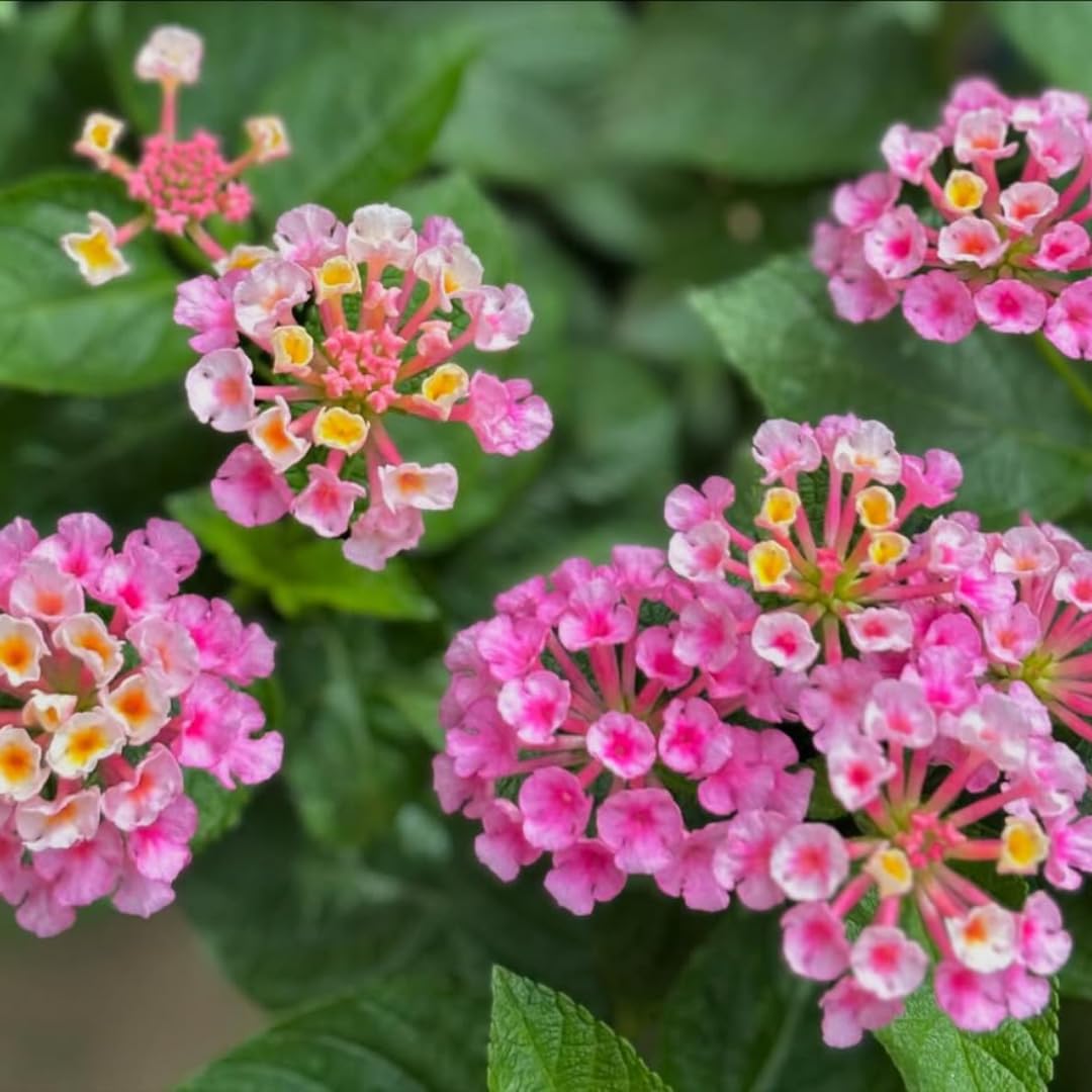 2 Trailing Lantana Plants Live, Lantana Live Plants for Planting Outdoors Between 5 and 7 Inc Long Garden (Lavender)