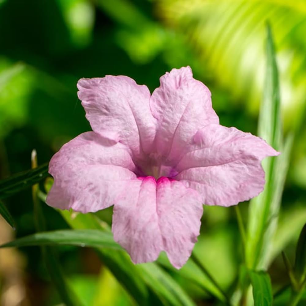 6 Mexican Petunia Live Plants, Vibrant, Low-Maintenance Perennial Flowers, 4-7 Inches, Garden or Containers Growing (Dwarf Pink)