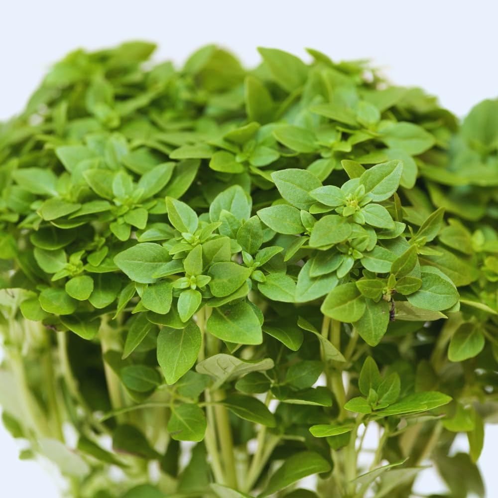 3 Greek Basil Plants Live, 4 to 7 Inc Tall, Basil Herb Plants Gardening Indoor Outdoor