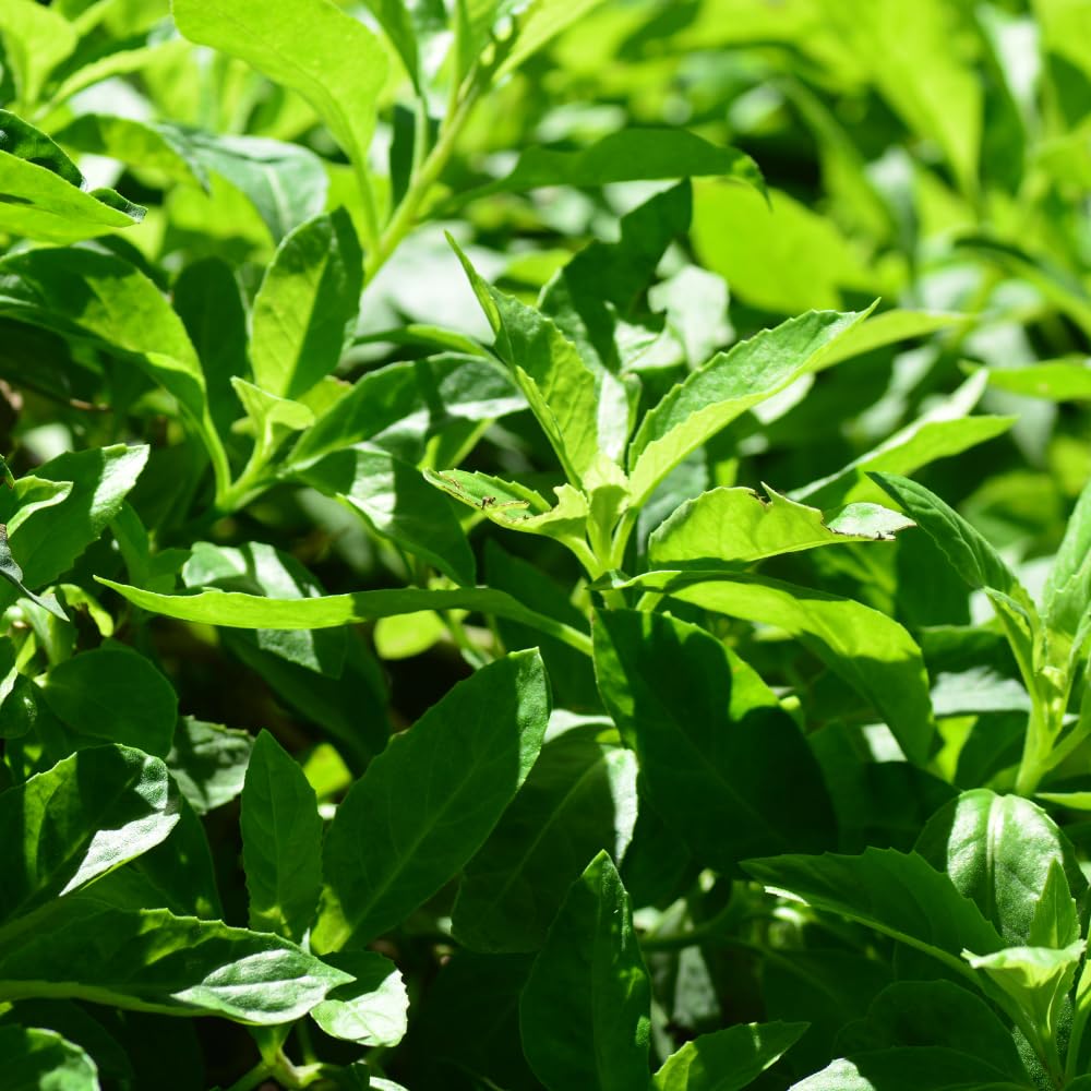 3 Longevity Spinach Plants Live, Rooted Longevity Spinach Vegetables for Planting Growing Outdoors