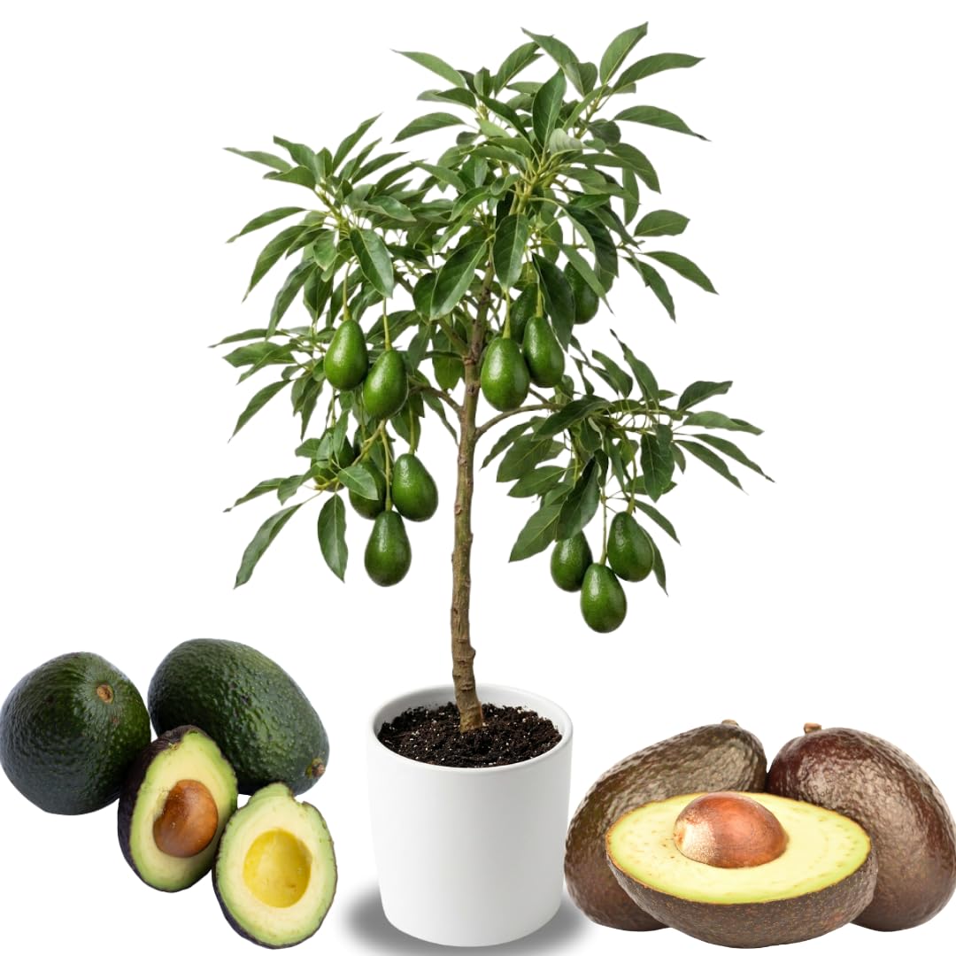 HASS Avocado Tree Live Plant, 2-3 Feet Tall, Avocado Fruit Tree in 3 Gallon Pot for Patio, Container, and Outdoor Garden Growing