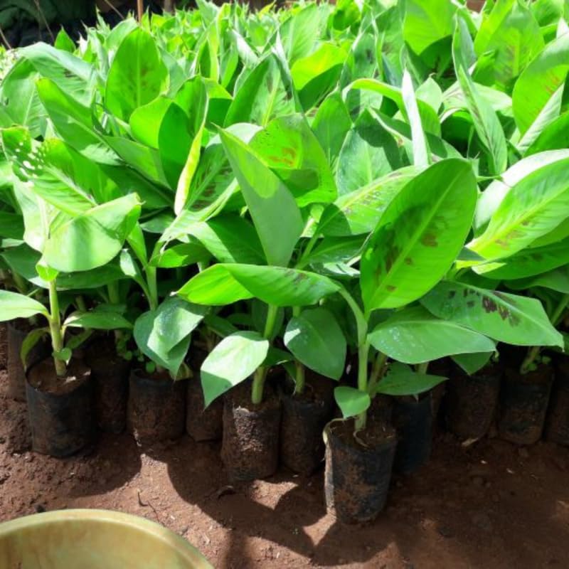 Zebrina Banana Plant Live for Planting, Banana Trees Live Plants for Outdoor Indoor Planting, Cold Hardy, 4-7" in Tall, No Pot, Musa Plant