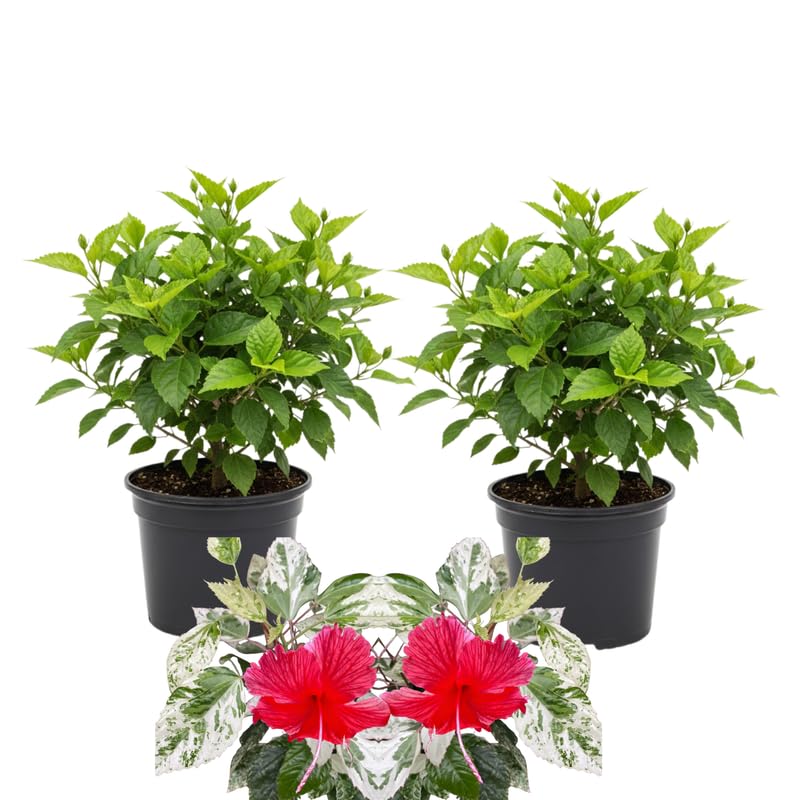 3 Hardy Hibiscus Plants Live, Well Rooted Hibiscus Flower 4-7'' Tall, Flowering Shrub for Garden or Containers Planting (Variegated Red)