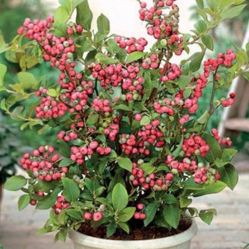 Sets 2 Blueberry Trees Live Plants, Blueberries Bushes, Hardy and High Yield, Seedlings Southern Highbush Blueberry Plants Live for Outdoor Growing, 5-7" Tall (Pink Lemonade)