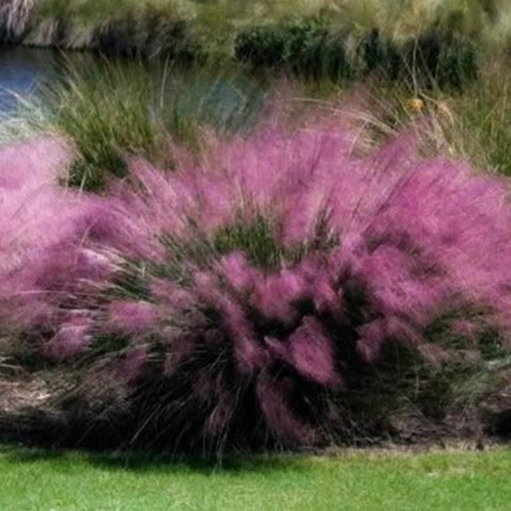2 Pink Muhly Grass Plants Live, Tall Ornamental Perennial Grass for Landscaping, 5-9 Inch Height Well Rooted
