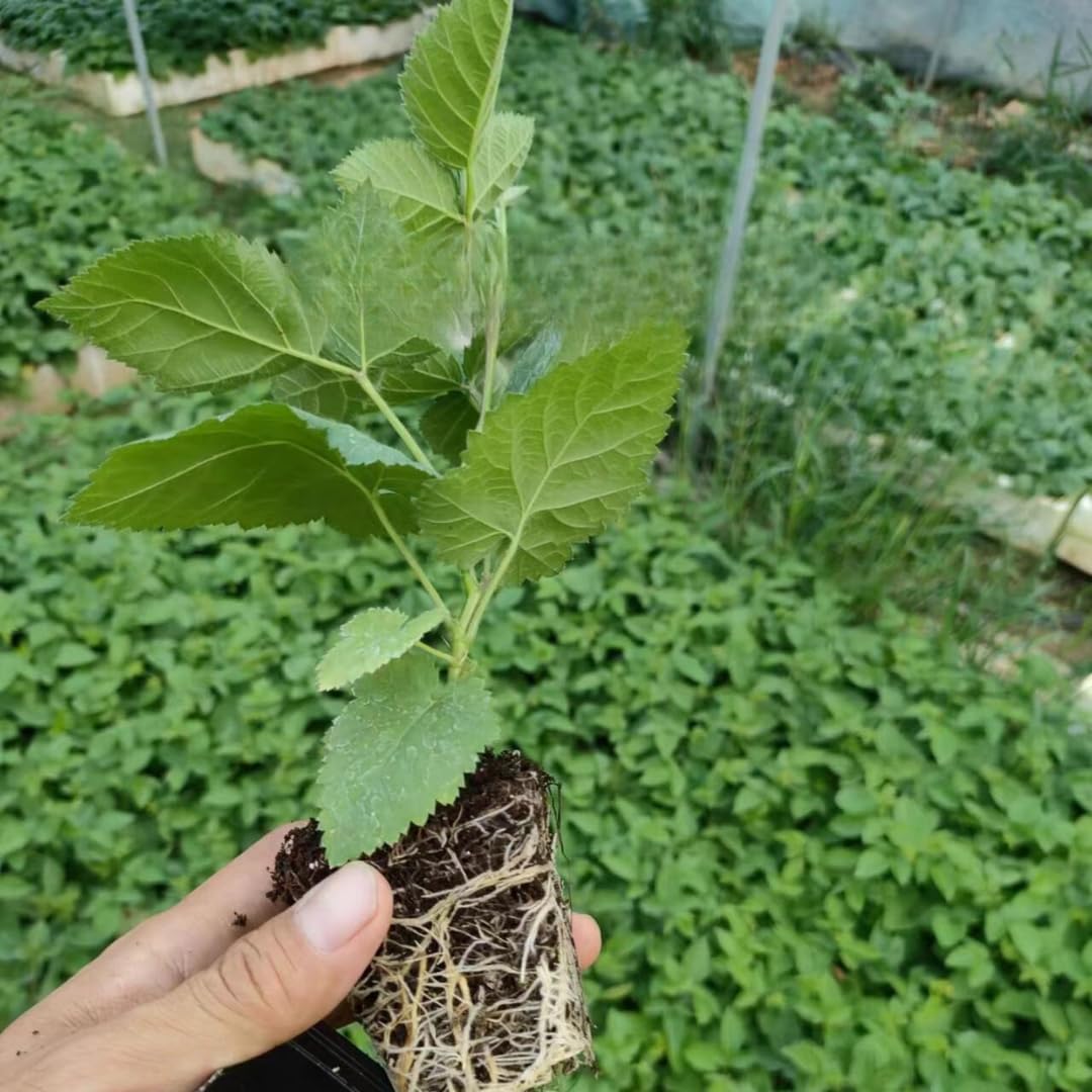 BlackBerry Plants, Set 2 Thornless BlackBerry Plants Live for Planting, BlackBerry Bush Live Plant, Blackberries Plants, Fruit Bushes Live Plant Outdoor