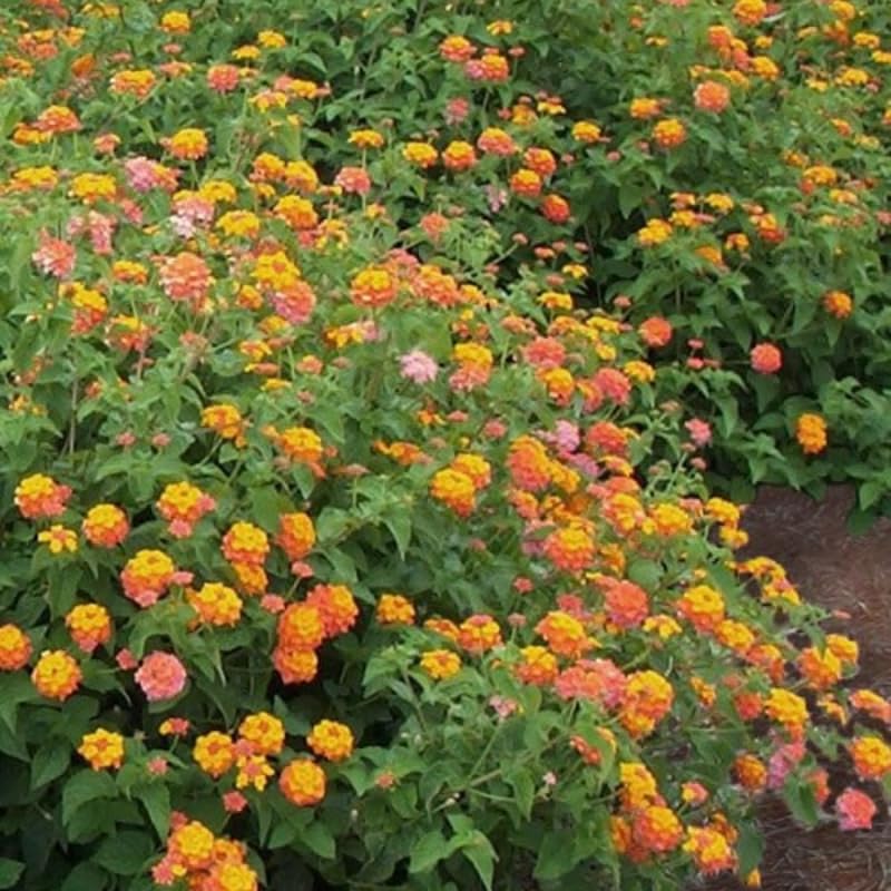 4 Lantana Plants Live, Pink Orange Yellow Lantana Live Plant from 4 Inches Tall, Hardy Annual Flower Plant Indoor Outdoor