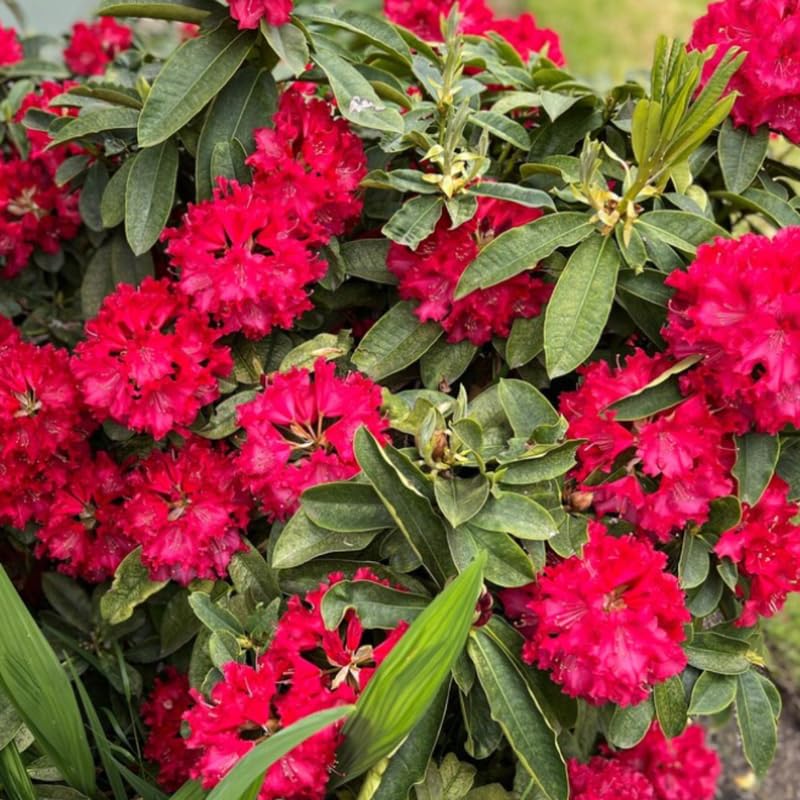 Bright Red Rhododendron Live Plant Shrubs for Outdoor Planting, Azalea Bushes Ready to Plant, Fragrant Rhododendron Plant Live