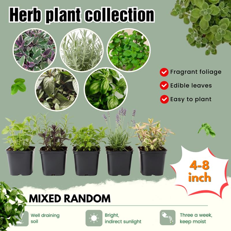 Pack 5 Herb Plants Assortment, Well Rooted Herb Plant Live 4-6'' Tall (Mint, Lemon Balm, Rosemary, or Additional Fresh Herbs), Random Fragrant Herbs Variety Pack for Outdoor Planting