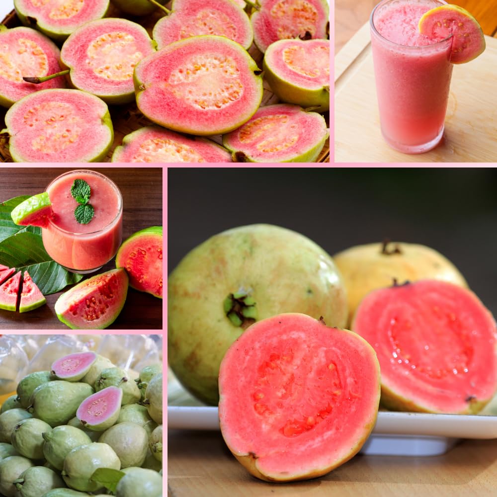 Pink Guava Tree Live Plant, Tropical Guava Fruit Tree for Planting, Sweet Fruit, 2-3' Tall in 3 Gallon Pot, No Ship to CA