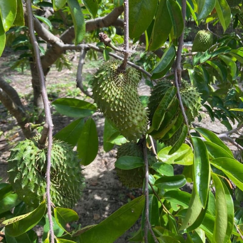 Live Soursop Tree 1 Gallon 24-30 Inch Tall, 1 Gallon Pot Soursop Plant for Planting, Guanabana Tree Outdoor Garden, No Ship to CA