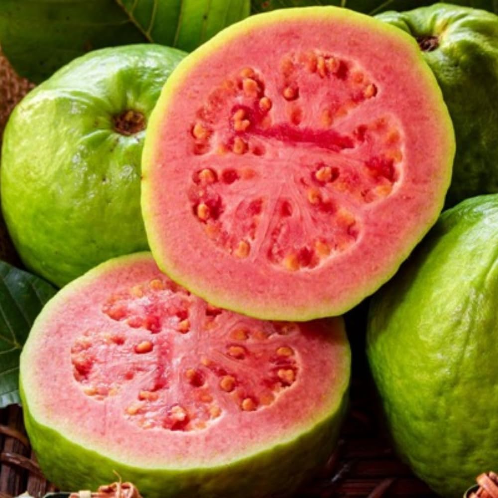 Red Guava Tree Live Plant, Tropical Guava Fruit Tree for Planting, Sweet Fruit, 2-3' Tall in 3 Gallon Pot, No Ship to CA