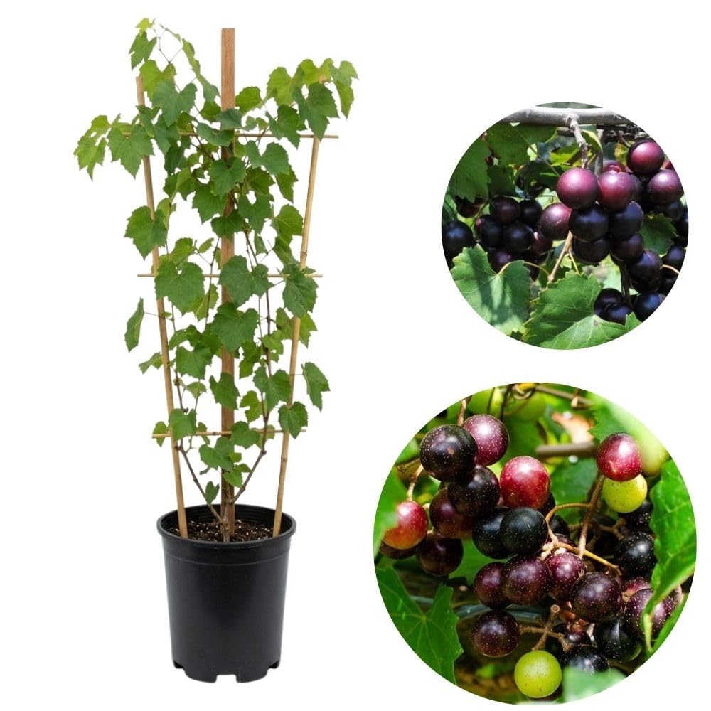 No CA, Muscadine Grape Plant 1 Gallon Pot, Sweet Grapes Vines for Planting, 20-24" Tall, Backyard Garden Plants