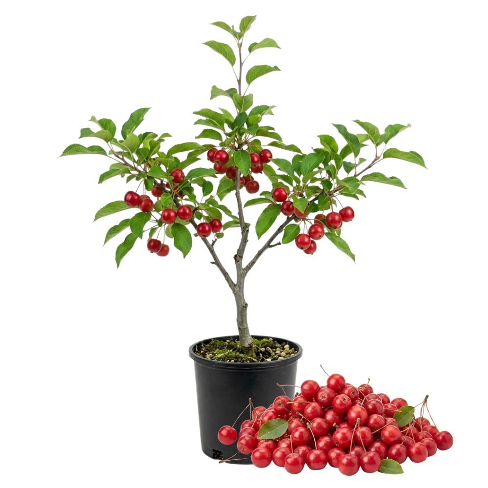 Red Crabapple Tree Live Plant, 6-10" Tall