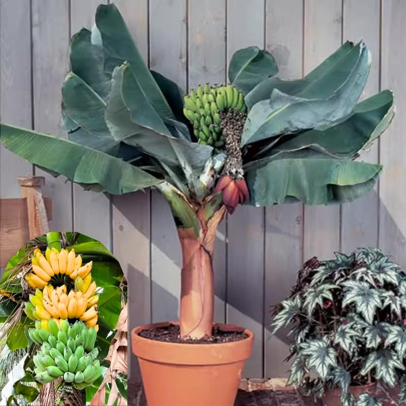 2 Yellow Banana Trees Live Plants Well-Rooted, High Yield and Easy to Grow Banana Plants, 4-9 Inc Tall, No Pot, Cold Hardy, Compact Size