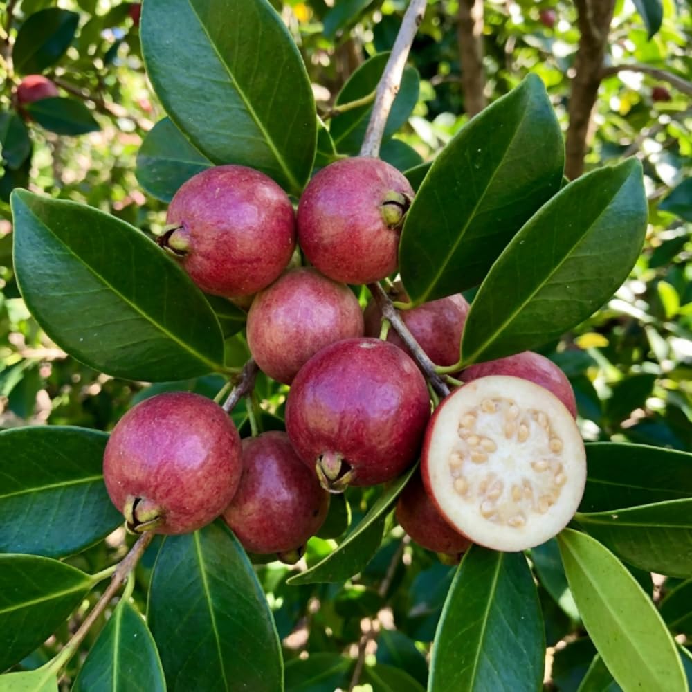 Strawberry Guava Plant Live, Hardy Tropical Guava Plant 3-4 Feet, Guava Fruit Tree Well Rooted in 3 Gallon Pot, No Ship to CA