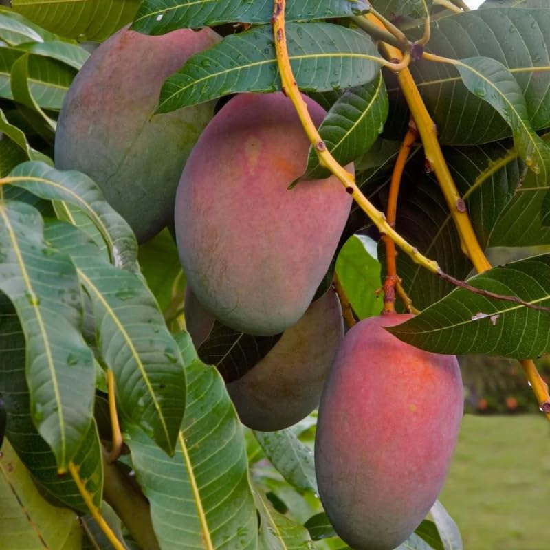 Glenn Mango Tree Live Plant 2.5-3 Ft Tall, Tropical Fruit Tree for Garden Planting, Outdoor Mango Plant in 3 Gallon Pot, No Ship to CA
