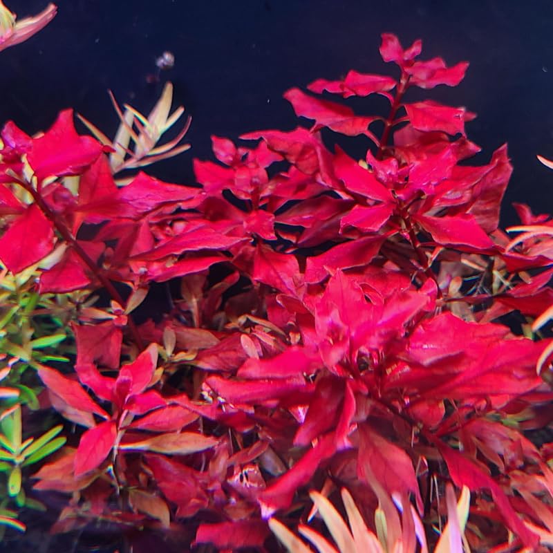 Super Red Ludwigia Aquarium Plants Live, Live Aquarium Tanks Ludwigia Aquatic Plants, No Root, 5 to 7 Stems, Live Aquarium Plants, Freshwater Aquarium for Planting Ponds