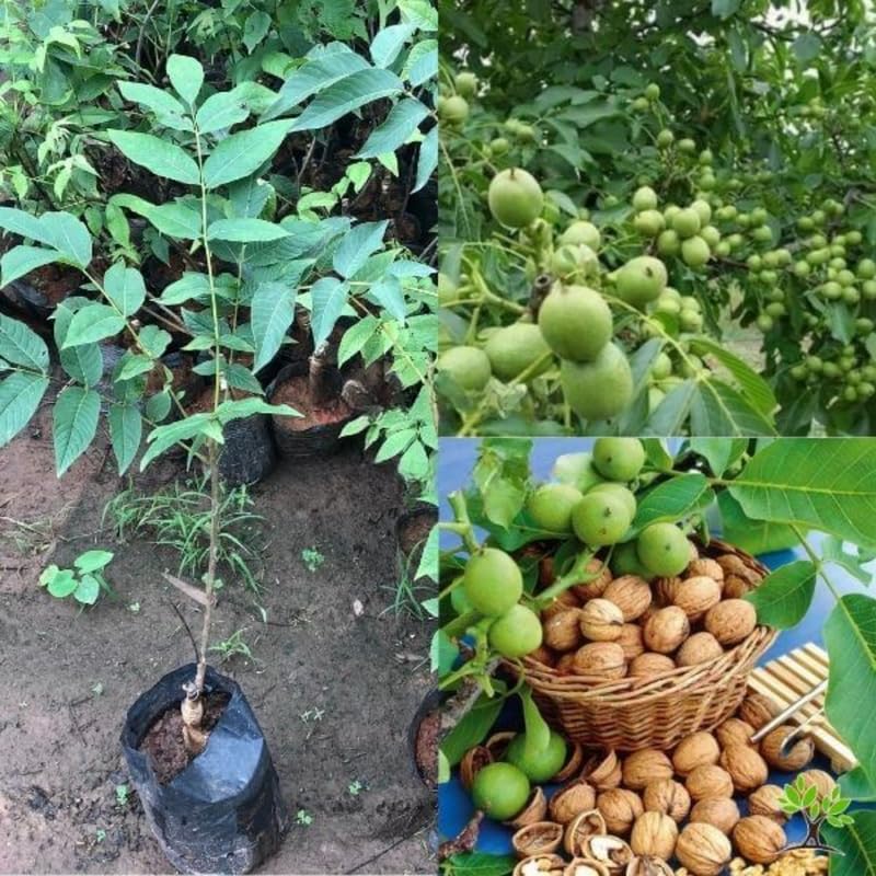 2 Black Walnut Trees Live Plants in Quart Pot, Cold Hardy, Dormant, Walnut Seedling for Garden Planting, No CA