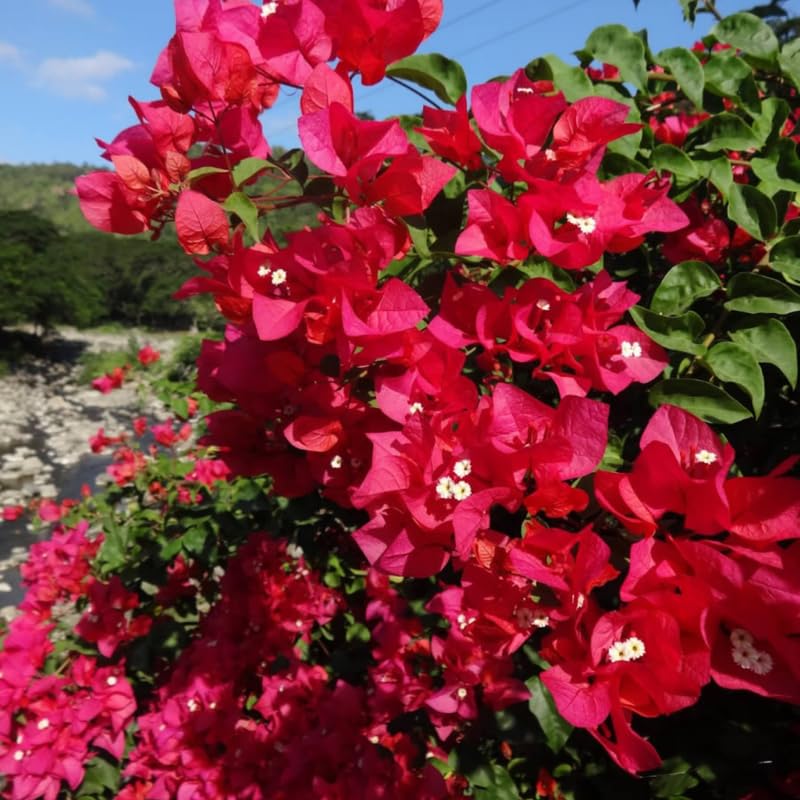 Set 2 Magenta Red Bougainvillea Plants, 5-8" Tropical Bougainvillea Plant Starter, Colorful Perennial Blooms, Live Well Rooted Plant