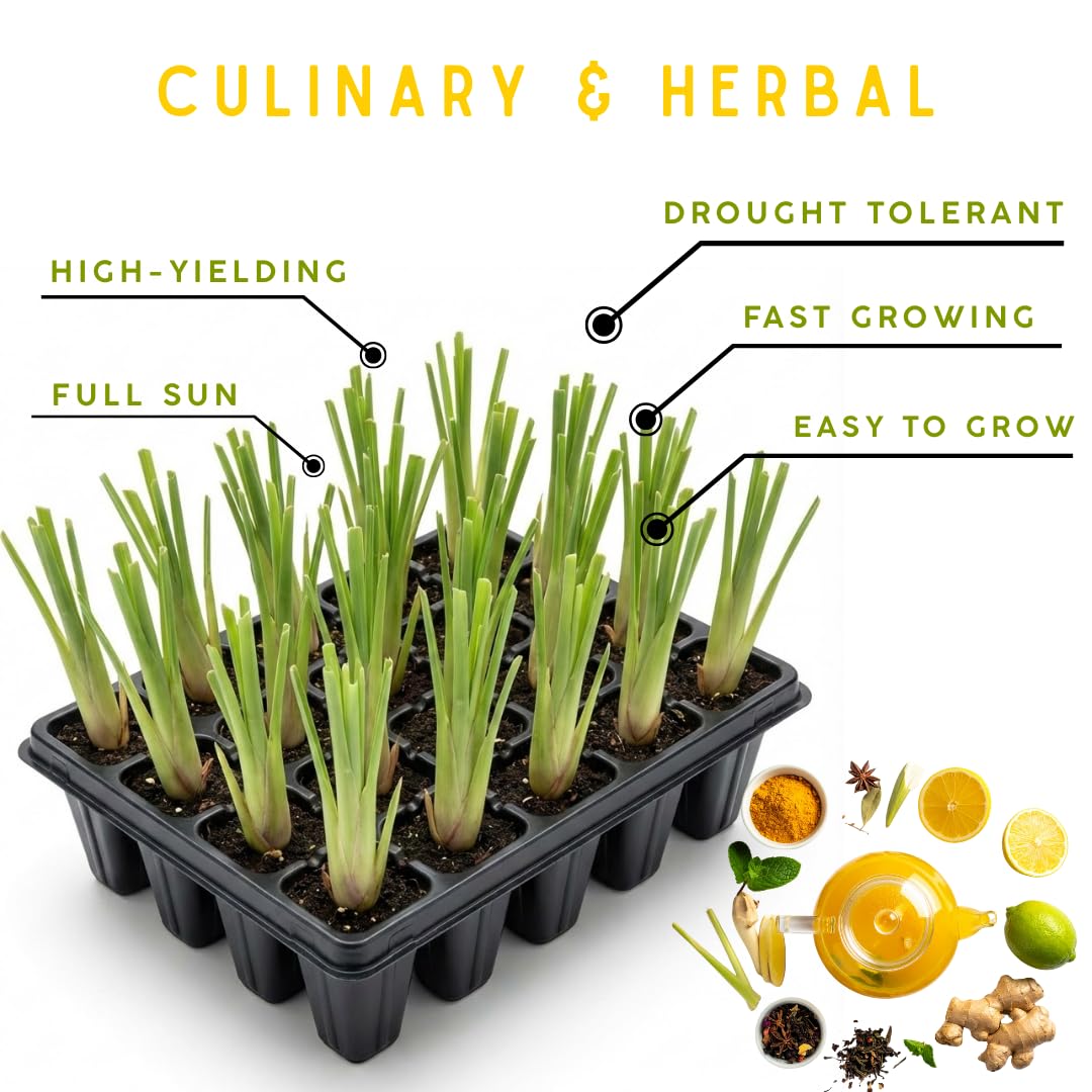 10 Lemon Grass Live Plants Stalks 5-9” Tall, Fragrant Herb Lemongrass Plants Live for Outdoor Spring Planting,Hardy Culinary Herb Zones 9-11