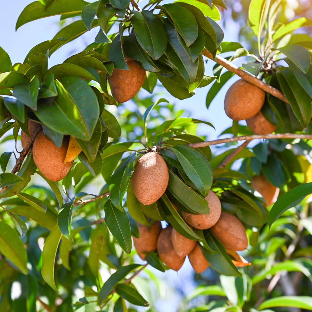 10 Sapodilla Seeds for Planting, Tropical Fruit Tree Seeds for Garden andContainers