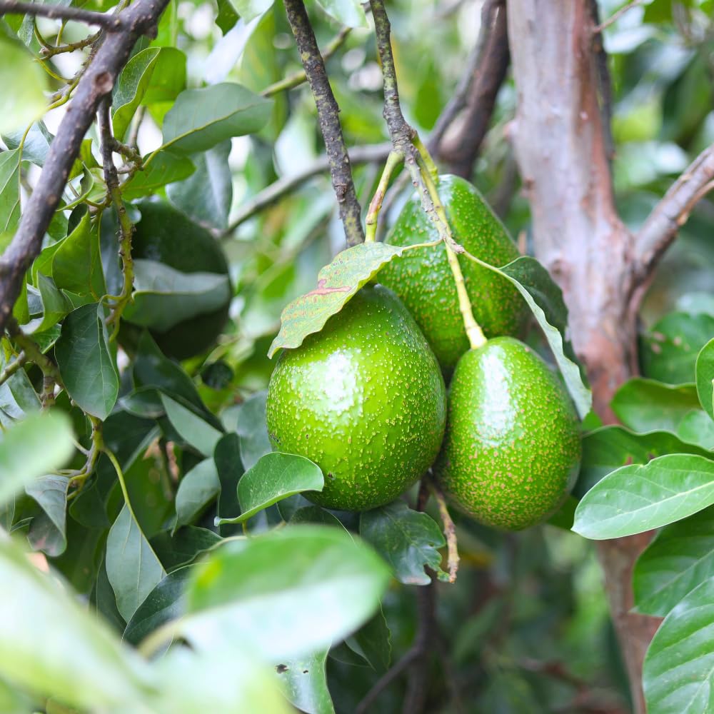Avocado Tree Live Plant, Large Round Avocado Plants Live in 3 Gallon Pot, Fruit Bearing, Cold Hardy Fruit Tree for Backyards and Edible Gardening