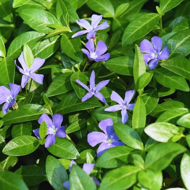 24 Vinca Plants, Vinca Minor Ground Cover Plant Periwinkle Plants Live, 6 to 8 Inc Tall, Vinca Well Rooted for Garden