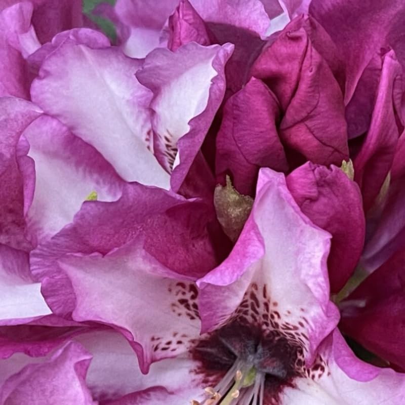 Rich Purple Rhododendron Live Plant Shrubs for Outdoor Planting, Azalea Bushes Ready to Plant, Fragrant Rhododendron Plant Live