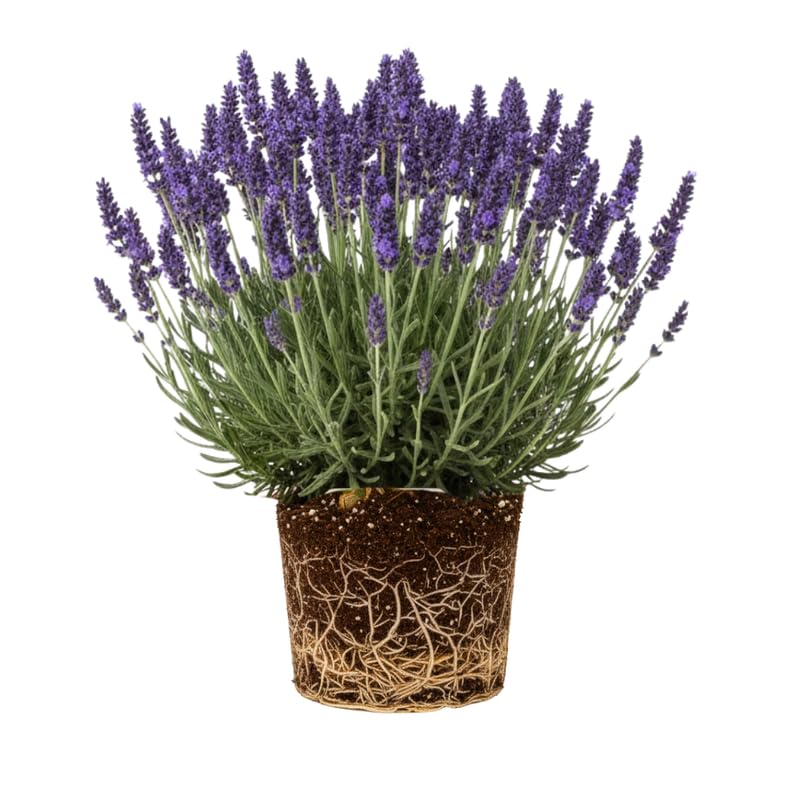 Live Lavender Plant in 3'' Pot, Fragrant Perennial Herb for Indoor and Outdoor Growing, Well Rooted Lavender Flowering Bushes