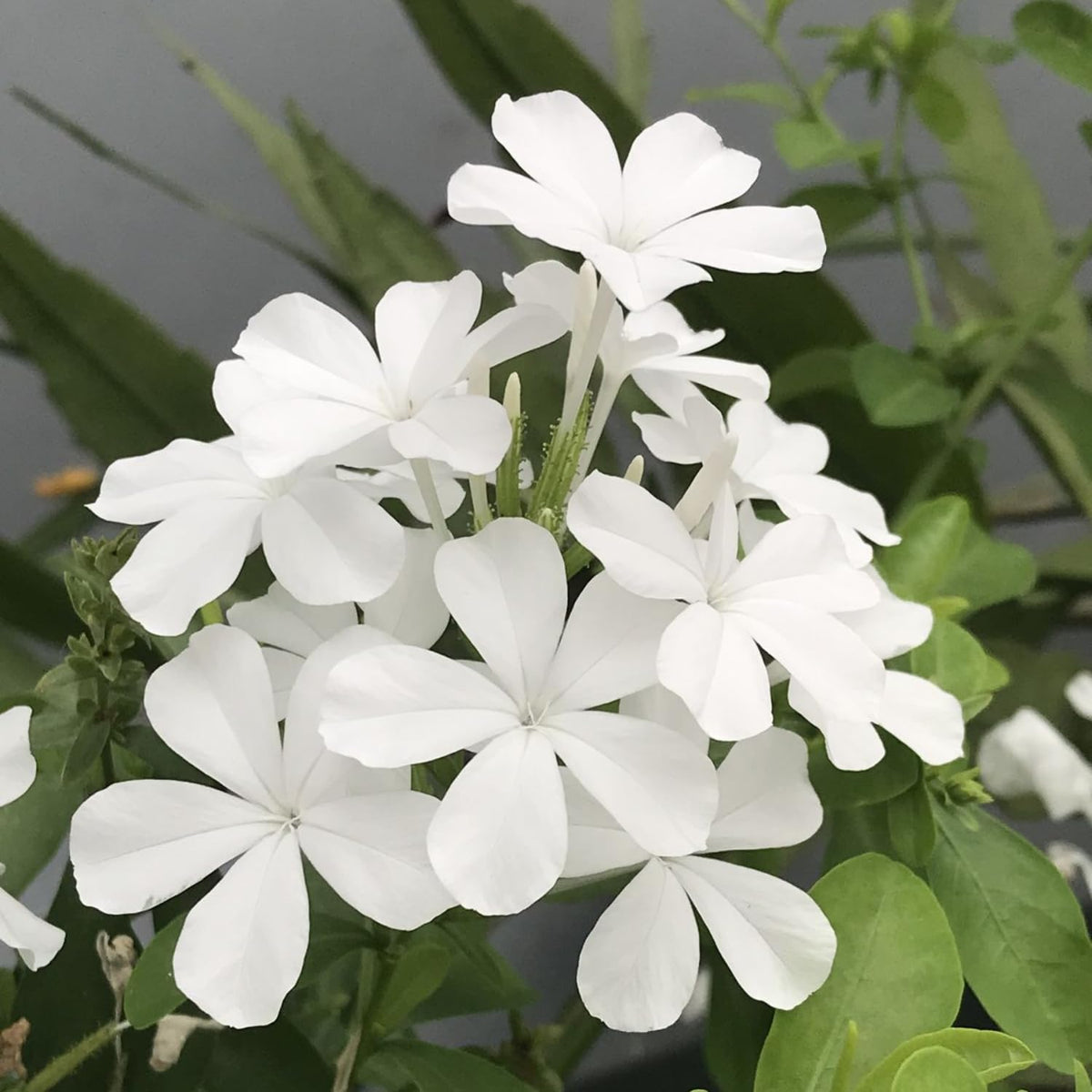 2 White Plumbago Live Plants, 4-8'' Tall White Plumbago Plant Vine Shrub for Planting, Vibrant Flowering Starter Plant for Garden or Containers, Well Rooted to Grow