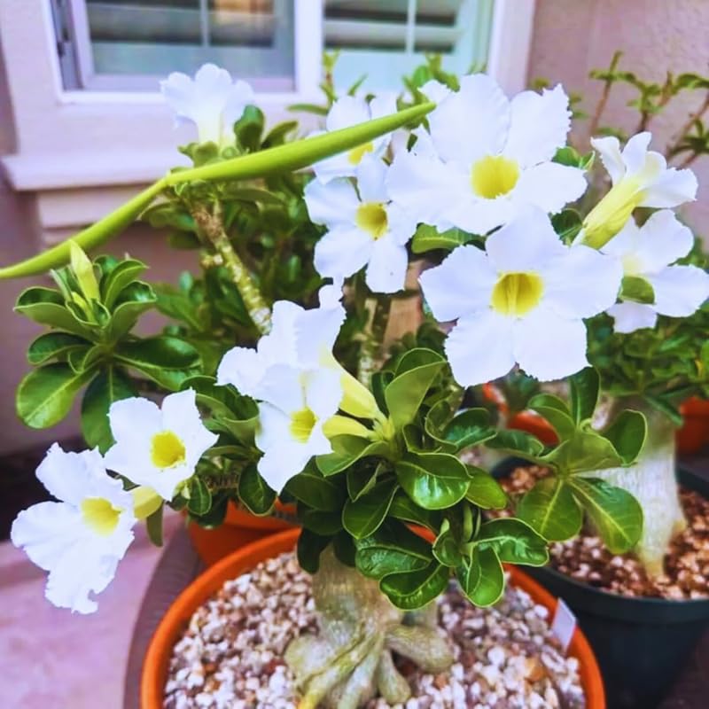 White Desert Rose Plant Live, Adenium Desert Rose Plant Live, 4 to 7 Inches Tall, Flowering Succulent Plant
