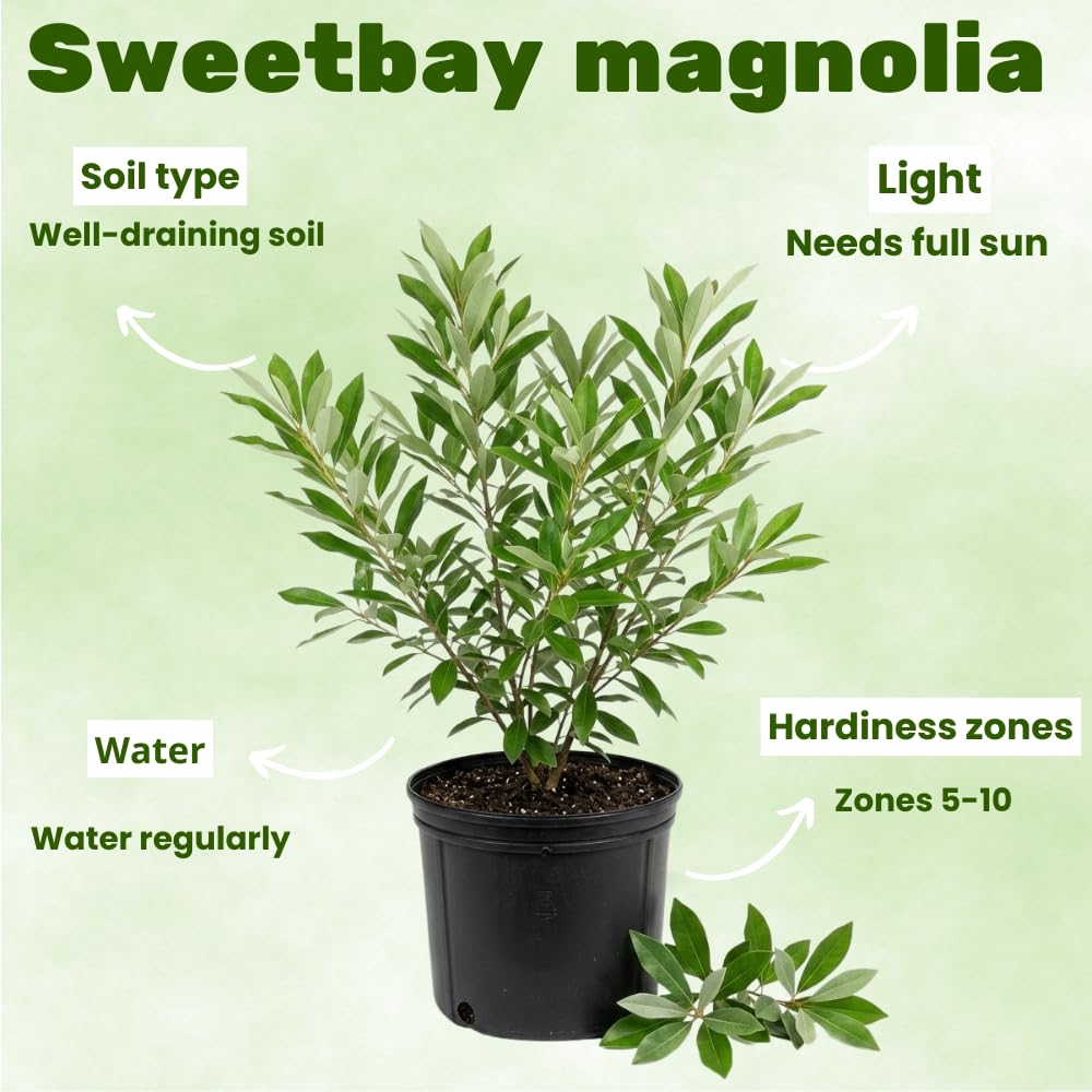 Sweetbay Magnolia Live Plants, Magnolia Tree, 2-3 Feet in Height 3 Gallon Pot, White Blooming Fragrant Tree for Outdoor Planting, No Ship to CA