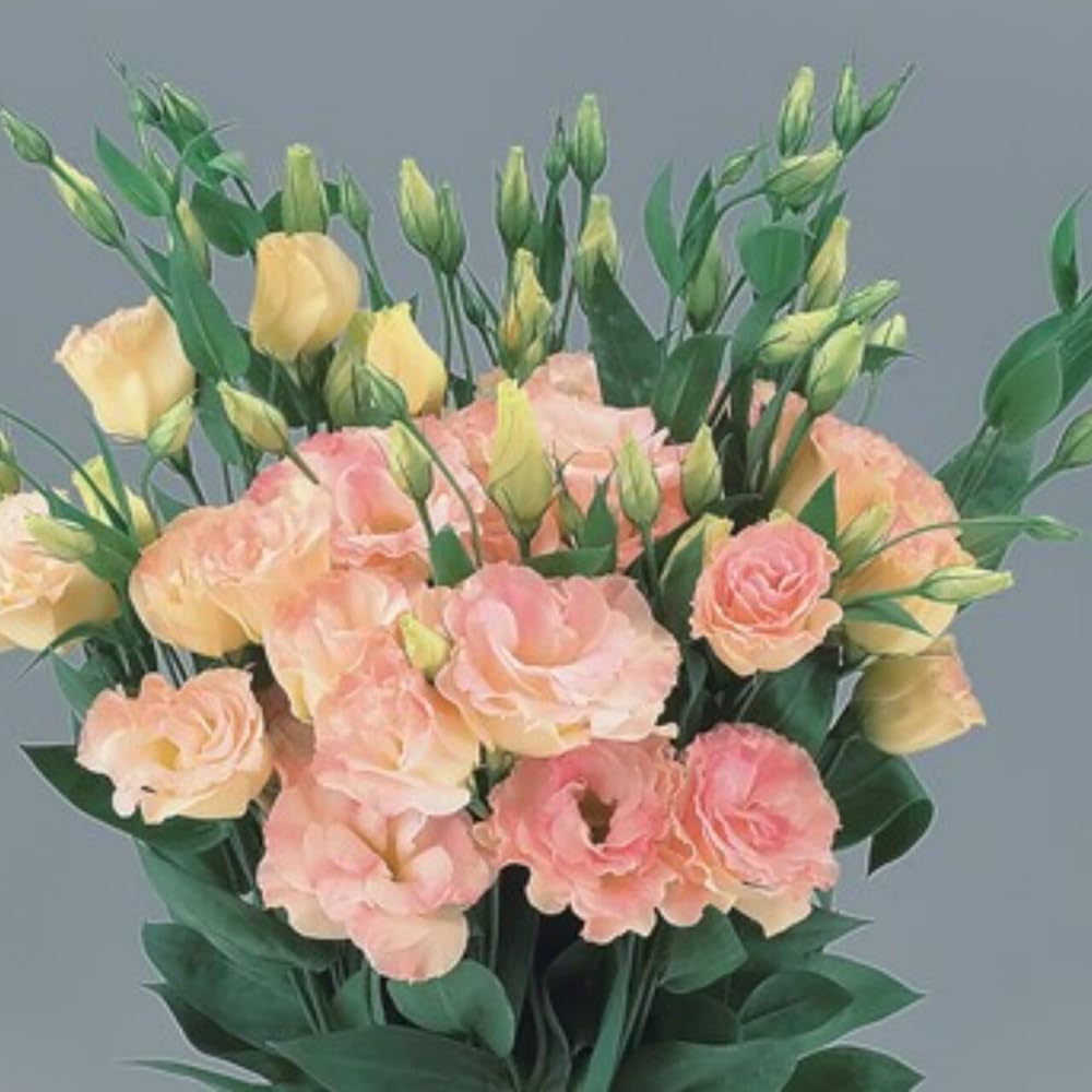 Sets 2 Creamy Champagne Lisianthus Eustoma Live Plants, Plug Size, Well-Rooted, Texas Bluebell, Thornless Love Rose Plant, Spring to Fall Bloom, 2-4" in Tall Starter