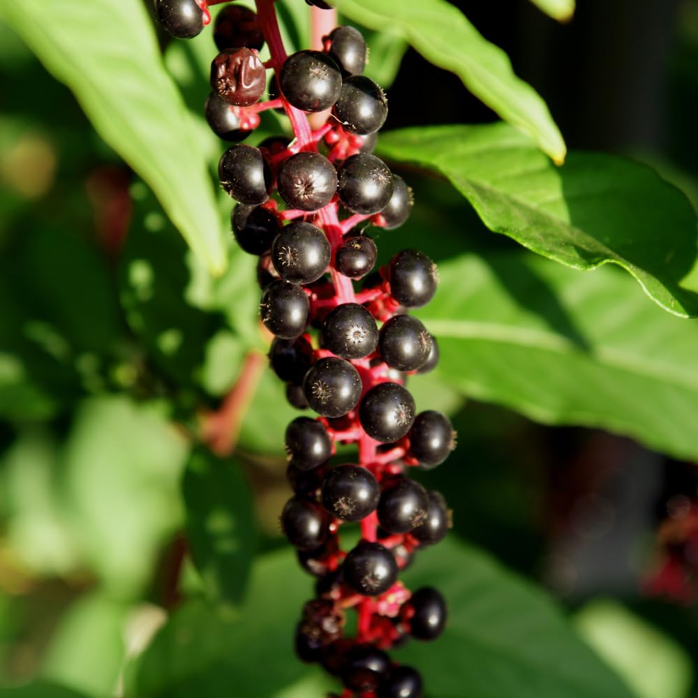 Black Chokeberry Live Plant, Aronia Berry Plant, 5-8 Inch Tall