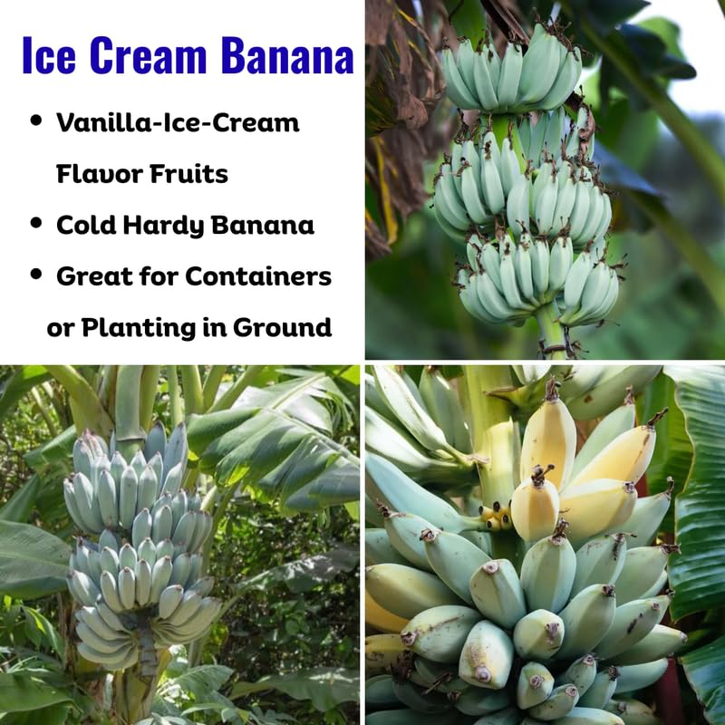 Ice Cream Banana Plant, Banana Trees Live Plants, 4-6" Tropical Fruit Tree for Home Garden, Patio and Container Growing