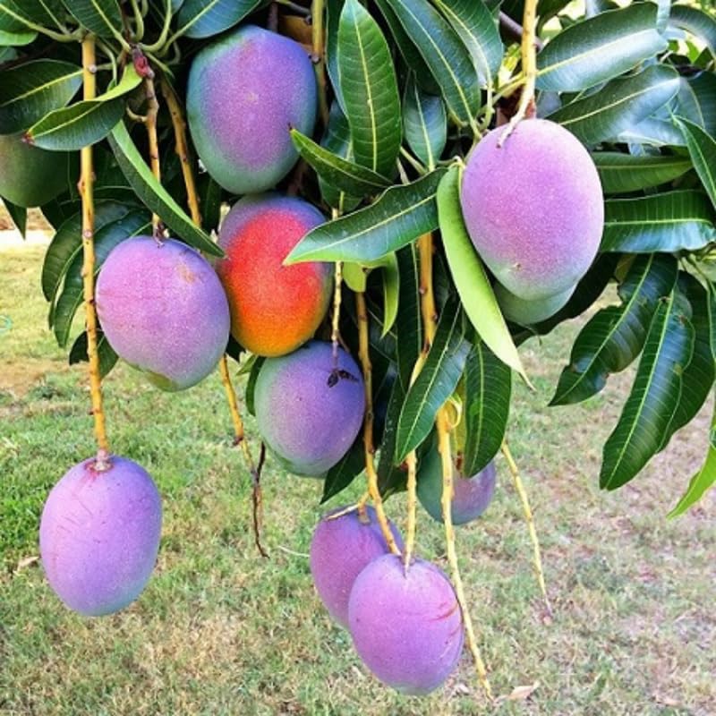 Mango Tree Live Plant, Fully Rooted in 3 Gallon Pot, Tropical Mango Fruit Tree for Indoor or Outdoor Growing