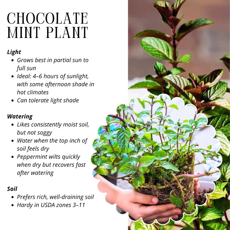 Set 4 Chocolate Mint Plants Live, 4-6 Inches Tall, Culinary Herb for Indoor or Outdoor Planting