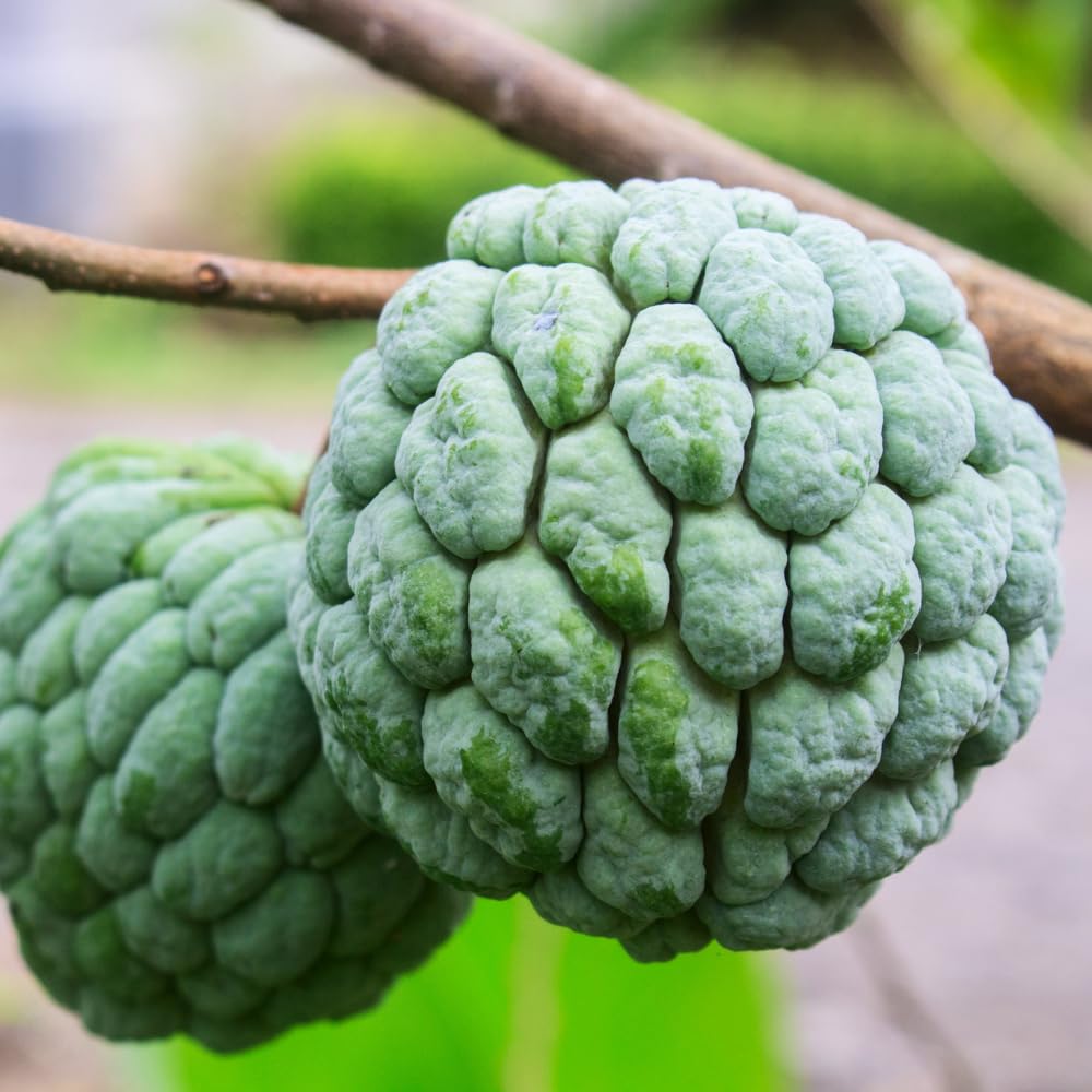 Sugar Apple Tree Live Plant, Green Sugar Apple Fruit Trees Live Plants, 1 Gallon Pot, 1-2 Feet Tall, Sweet Fruits, Ready for Outdoor Garden, No Ship to CA