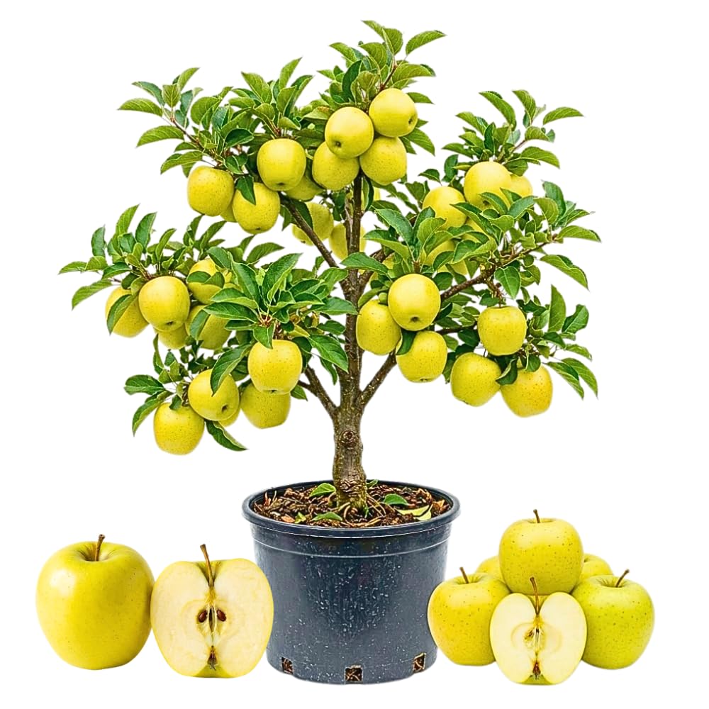 Delicious Apple Tree Live Plant, 3 Gallon Pot from 2 to 3 Feet Tall, Apple Trees Live Plants, Fruit Tree for Outdoor Gardening, No Ship to CA (Golden)