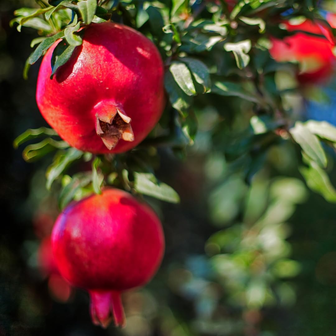 Pomegranate Plant Live, Sweet Pomegranate Fruit Tree, Tropical Fruit Plant, 4-7 Inches Tall, Ready for Growing, No Pot