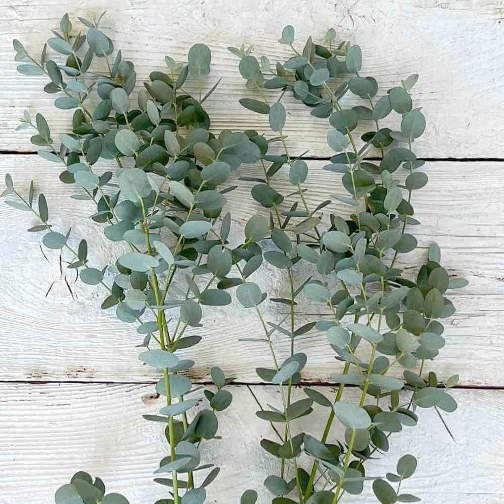 Pack 2 Silver Dollar Eucalyptus Tree, Eucalyptus Plant for Planting from 4 Inches