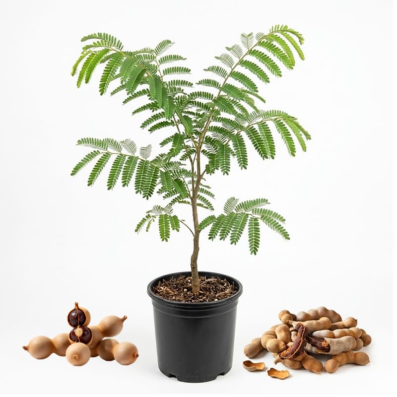 Tamarind Tree Live Plant, Perennial Tamarinds Fruit Tree, 2-3 Feet Tall in 3 Gallon Pot for Planting, No Ship to CA