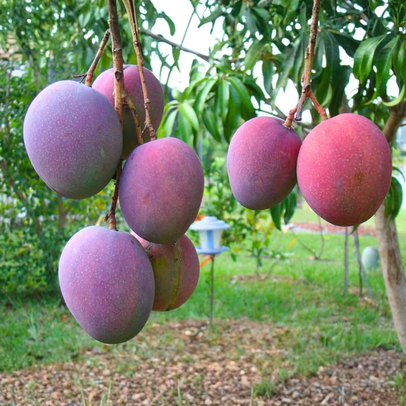 2 Years Old Mango Tree for Planting, Red Mango Plant Grafted in 3 Gallon Pot, Sweet, Fast-Growing Tropical Tree Seedlings for Outdoor Garden