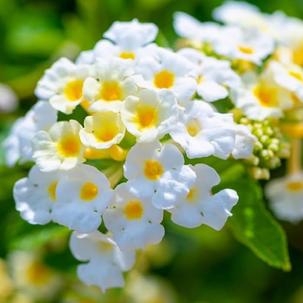 Pack 4 Lantana Plants Live for Planting, Trailing Live Plants 4-9 Inch Tall, Perennial Lantanas Flowers Indoor Outdoor (White Lantana)