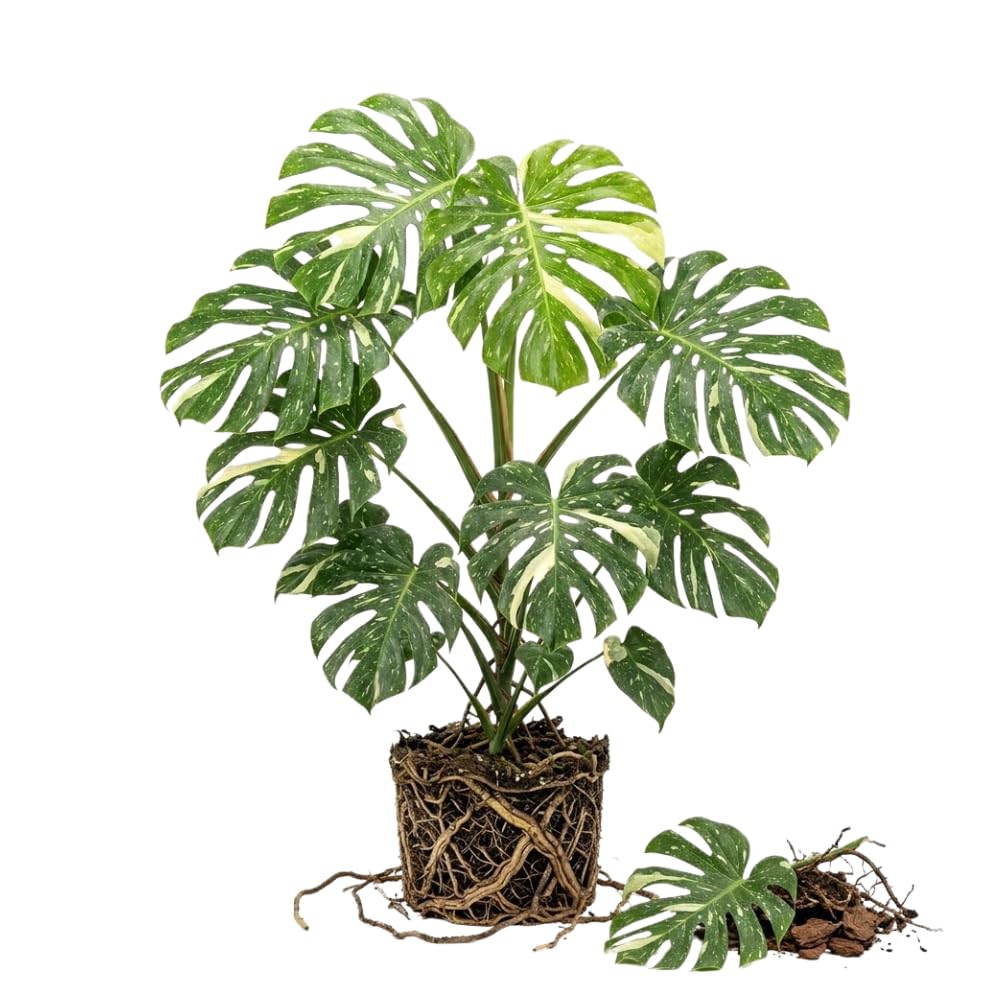 Constellation Monstera Plant Live, Variegated Thai Monstera Deliciosa, Variegated Leaves, Live Indoor Plant, 4–6 Inches Starter Plant for Indoor Houseplant
