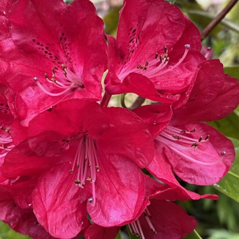 Red Rhododendron Plant Live, Azalea Plants, Rhododendron Azalea Bushes Ready to Plant, Full Sun Outdoor Plants