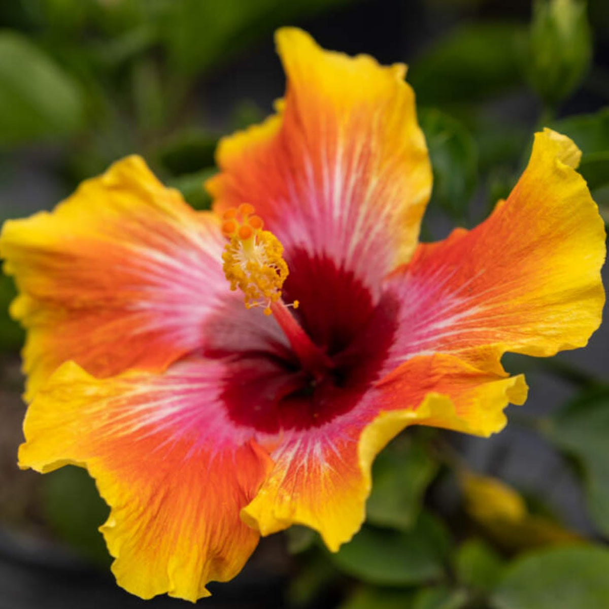 Hibiscus Plant Live, Clump of 8-12 Inch Tall, Hardy Hibiscus Tree Live Plant, Hibiscus Flowers Plant (Sunset Hibiscus)