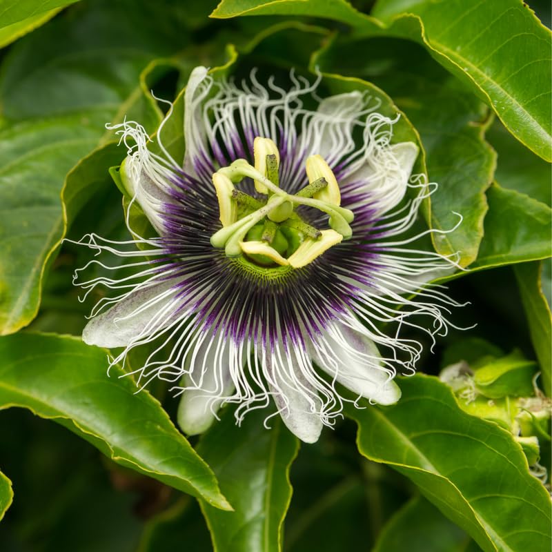 Set 2 Passion Flower Plants Live, Well Rooted Passiflora Flowering Vine 4-7'' Tall, Vibrant Blooms for Garden or Containers (White Purple)